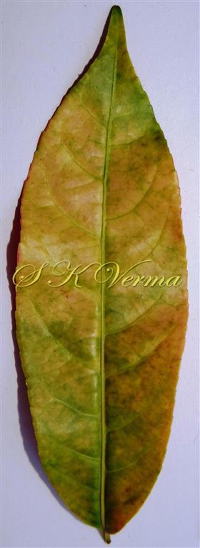  Leaf